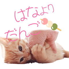 Japanese cat Ran-chan spring day