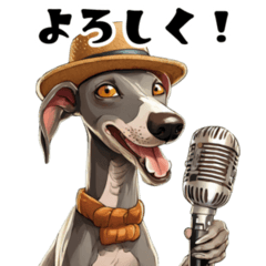 Cheerful and cute Italian Greyhound