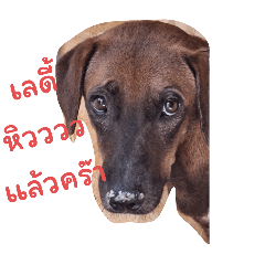 doggggg_20240328102722