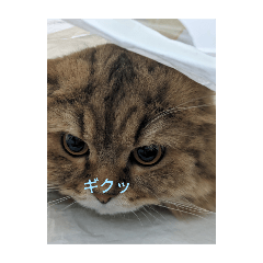 sakura_20240327222114