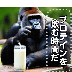 Gorilla drinking protein