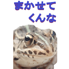 edokko from Frog4-BIG