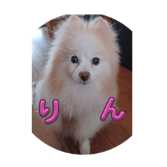 rinn_20240328204321