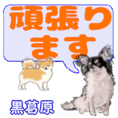Kurokazuhara's letters Chihuahua
