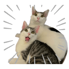 moo_20240328221705