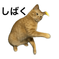 こじこた3