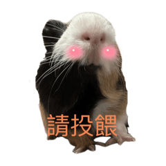 雙龍日常