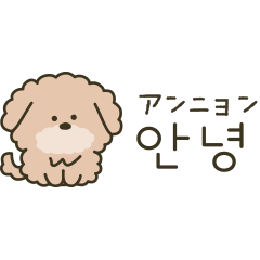 Cute Toy Poodle Korean and Japanese