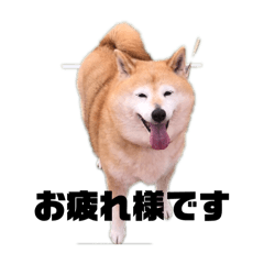 sakura_20240329221114