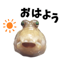 mudskipper's face