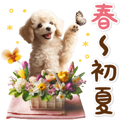 spring&early summer toy poodle