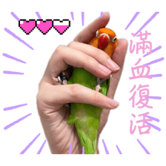 愛文芒果、藍梅來囉～第二彈！