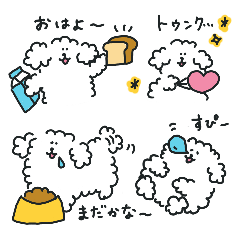 white toy poodle is circle cute