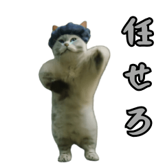 moving cat dance meme5