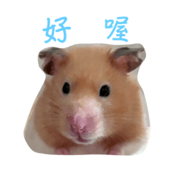 Hamster Cha 2