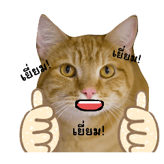 Nomfon_20240331101320