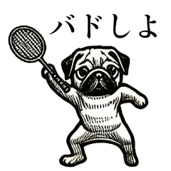 A pug that loves badminton