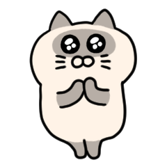 chubby Siamese cat 1