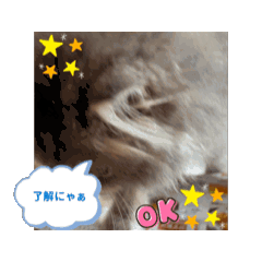 coco_20240331195547