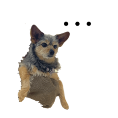 sakura_20240331234745