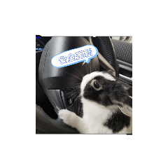 cute rabbit_20240331191823