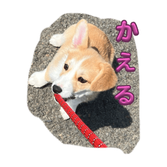 genmai_20240331215428