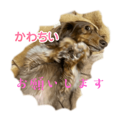 Choco0403