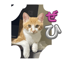 Chatrun_20240401142302