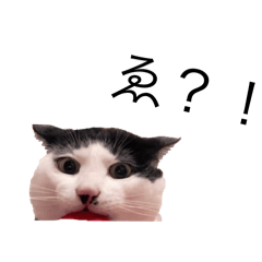 nopopo_20240401160417