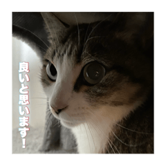 gine_20240401202517