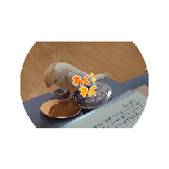 bird_20240401210556