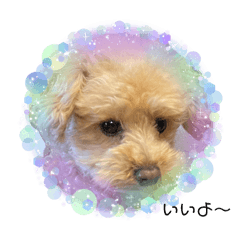 sakura_20240401221226