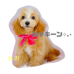 Aripyon_20240402010245