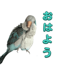 Okina parrot Stamp