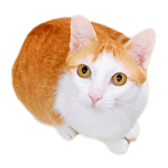 Orange White Cat-Little Dingdang(Real 1)