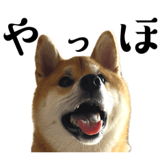 OMO_20240402132649
