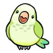 Monk Parakeet Matcha