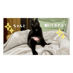 rescue cat Yamato