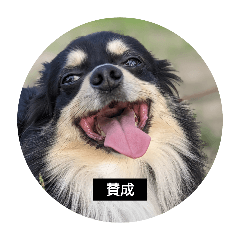 Subaru dog Products_20240402200742