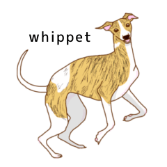 Whippet&Italian greyhound sticker