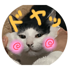 nopopo_20240402220438