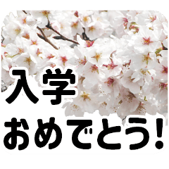 *Flower* Cherry Blossoms 2