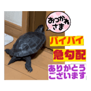 MOVE USE