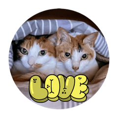 Renshi_20240403173556