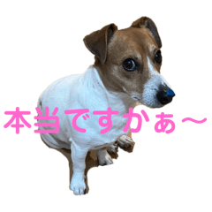 マイロ犬　その2