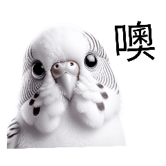 White Budgie Cute Daily Words