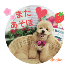 kinako_20240403202438