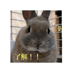 my rabbit name Nagisa