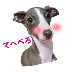 ItalianGreyhound Ito