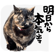 サビ猫のうめちゃん２